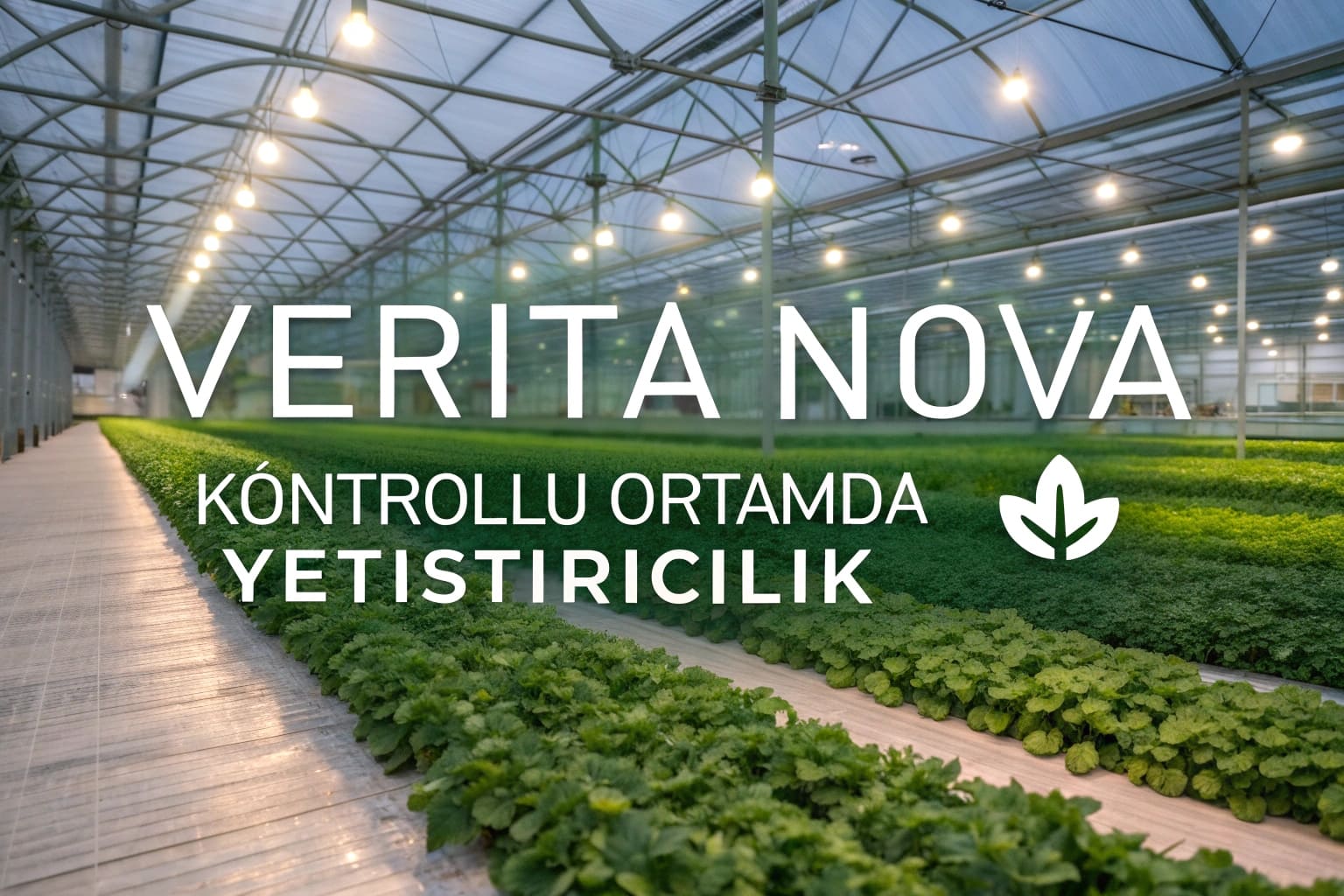 Verita Nova muz çeşidi