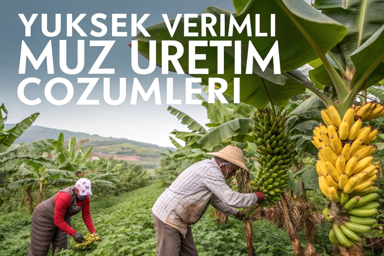 Muz üretim çözümleri
